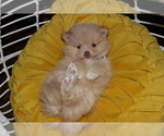 Small Photo #3 Pomeranian Puppy For Sale in COLUMBIA, MO, USA