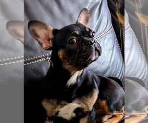 French Bulldog Puppy for sale in TAMPA, FL, USA