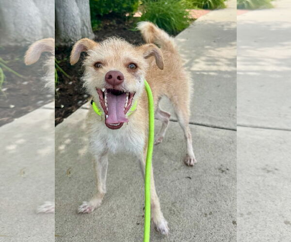 Medium Photo #3 Chihuahua Puppy For Sale in Newport Beach, CA, USA