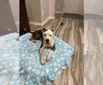Small American Pit Bull Terrier Mix