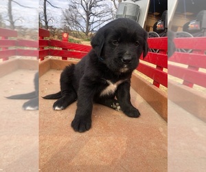 Puppies For Sale Near La Crosse Wisconsin Usa Page 1 10 Per Page Puppyfinder Com
