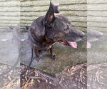 COURTESY POST: Murphy - Male Holland Shepherd-Unknown Mix Dog for Adoption - Small photo