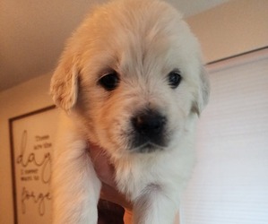English Cream Golden Retriever Puppy for sale in SACRAMENTO, CA, USA