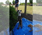 Small #16 American Staffordshire Terrier-Boxer Mix