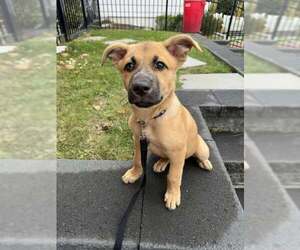 Australian Shepherd-Boxer Mix Dogs for adoption in pomfret, CT, USA