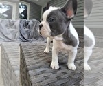 Small #3 French Bulldog