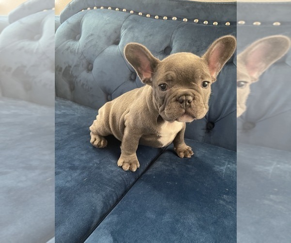 Medium Photo #31 French Bulldog Puppy For Sale in PACIFIC PALISADES, CA, USA