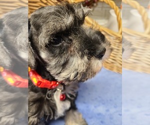 Schnauzer (Miniature) Puppy for Sale in HUMESTON, Iowa USA