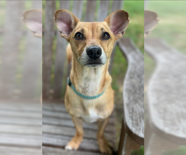 Medium Photo #6 Chihuahua-Unknown Mix Puppy For Sale in Cranston, RI, USA