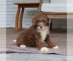 Dexter - Male Bernedoodle (Miniature) Puppy for Sale - Photo #3