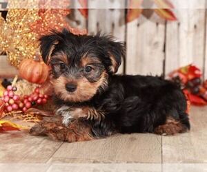 Yorkshire Terrier Puppy for sale in MOUNT VERNON, OH, USA
