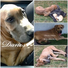 Mother of the Great Dane puppies born on 01/17/2019