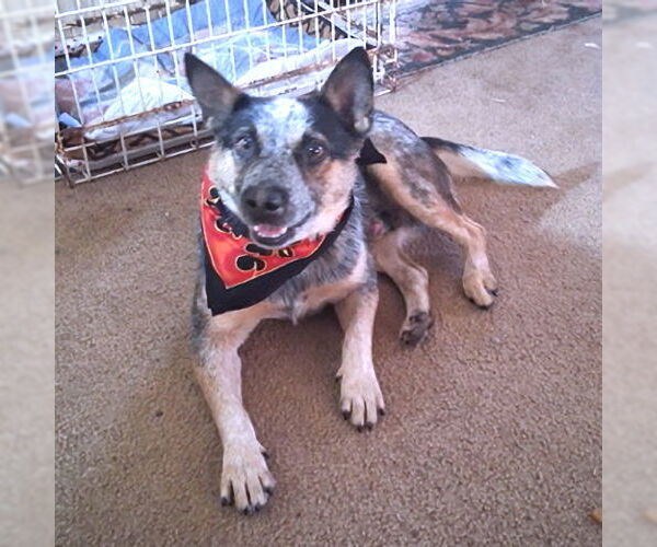Medium Photo #3 Australian Shepherd Puppy For Sale in Rutherfordton, NC, USA