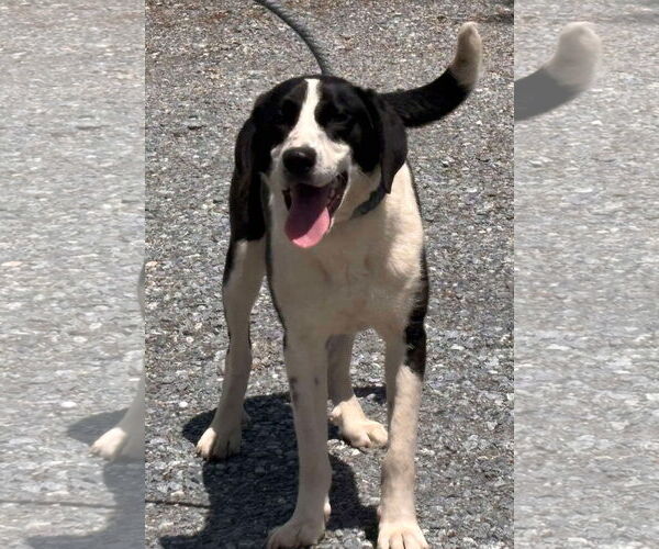 Medium Photo #1 Collie-Unknown Mix Puppy For Sale in Rustburg, VA, USA