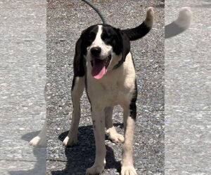 Collie-Unknown Mix Dogs for adoption in Rustburg, VA, USA