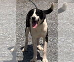 Small Collie Mix