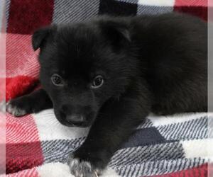 Mutt Dogs for adoption in Thief River Falls, MN, USA