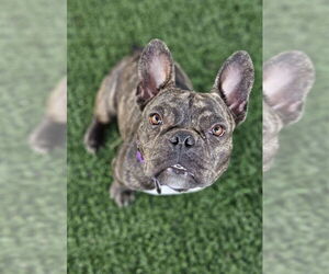 French Bulldog Dogs for adoption in Lake elsinore, CA, USA