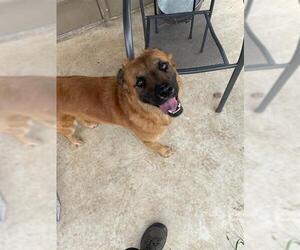 Mutt Dogs for adoption in San Antonio, TX, USA