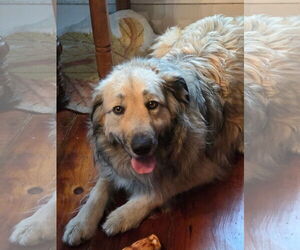 Great Pyrenees-Unknown Mix Dogs for adoption in Croydon, NH, USA