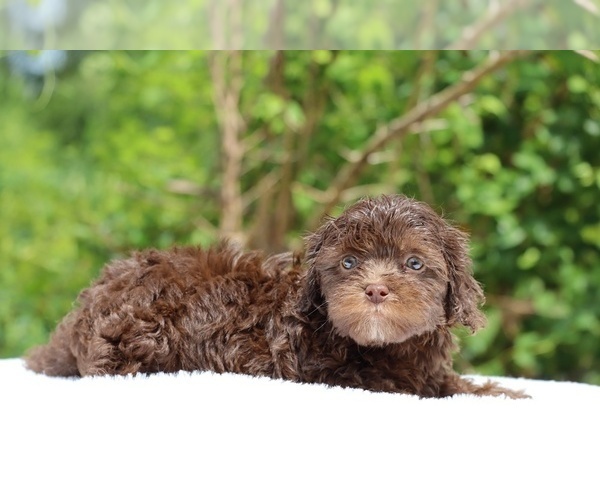 Medium Photo #22 ShihPoo Puppy For Sale in DYERSBURG, TN, USA