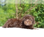 Small #21 ShihPoo
