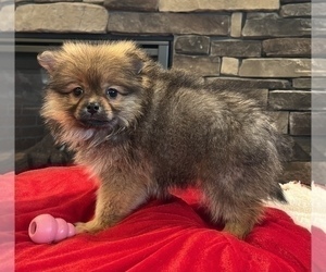 Pomeranian Dog for Adoption in NOBLESVILLE, Indiana USA