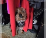 Small Photo #1 Yorkshire Terrier Puppy For Sale in NORTHGLENN, CO, USA