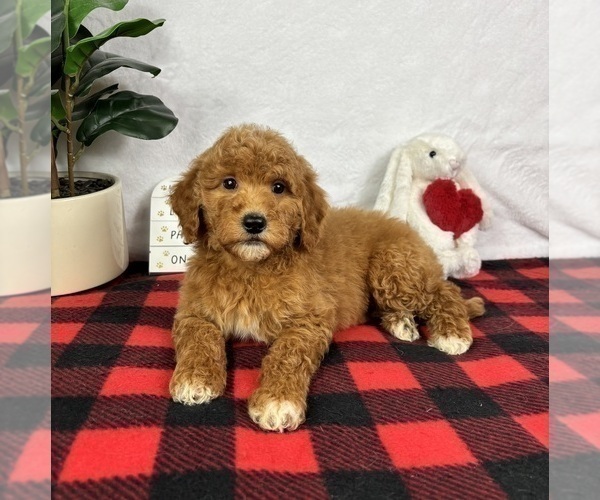 Medium Photo #4 Goldendoodle (Miniature) Puppy For Sale in GREENFIELD, IN, USA