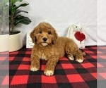 Small #3 Goldendoodle (Miniature)