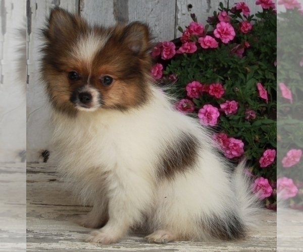 Medium Photo #2 Pomeranian Puppy For Sale in FREDERICKSBURG, OH, USA