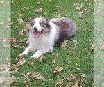 Small Photo #1 Border Collie Puppy For Sale in BRAYTON, IA, USA