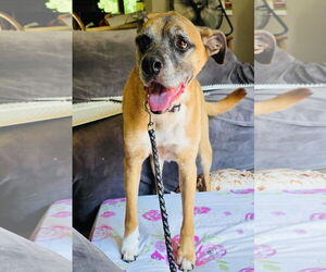Boxer-Unknown Mix Dogs for adoption in Princeton, MN, USA
