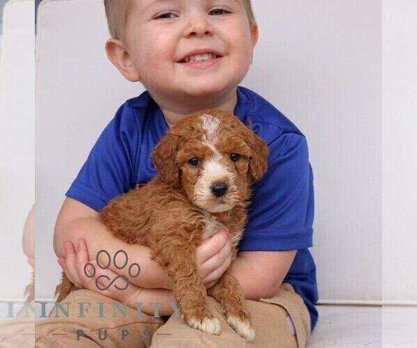 Medium Photo #4 Goldendoodle (Miniature) Puppy For Sale in NARVON, PA, USA