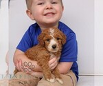 Small #3 Goldendoodle (Miniature)