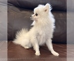 Small Photo #6 Pomeranian Puppy For Sale in ANTELOPE, CA, USA