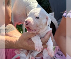 Dogo Argentino Puppy for sale in EAGLE MOUNTAIN, UT, USA