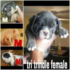American Bully Mikelands  Puppy for sale in HOMESTEAD, FL, USA