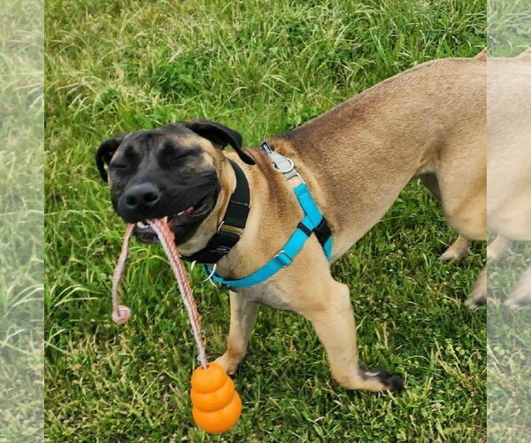 Medium Photo #2 Mastiff-Unknown Mix Puppy For Sale in Catasauqua, PA, USA