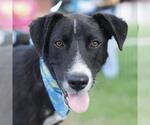 Small Labrador Retriever Mix