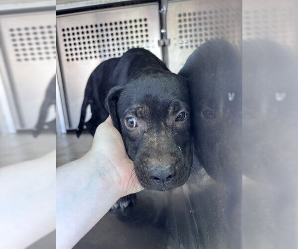 Medium Photo #1 Mutt Puppy For Sale in Oklahoma City, OK, USA