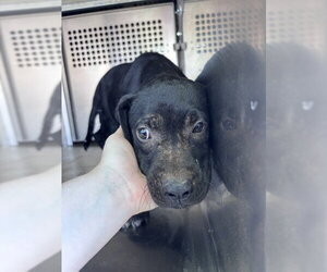 Mutt Dogs for adoption in Oklahoma City, OK, USA