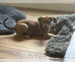 Small #1 Mutt