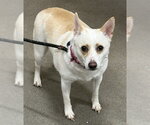 Small Chihuahua Mix
