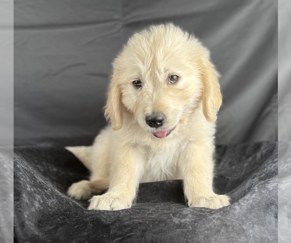 Medium Photo #2 Goldendoodle Puppy For Sale in OCALA, FL, USA