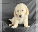 Small #1 Goldendoodle