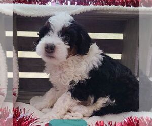 Bernedoodle-Poodle (Miniature) Mix Puppy for sale in FORT PLAIN, NY, USA