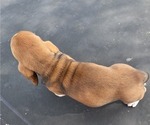 Small Photo #7 Basset Hound Puppy For Sale in GREENLEAF, WI, USA
