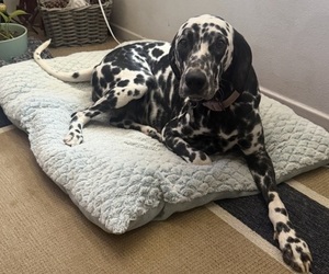 Father of the Dalmatian puppies born on 08/15/2026