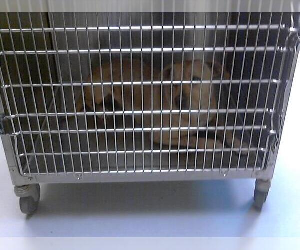 Medium Photo #1 American Pit Bull Terrier-Unknown Mix Puppy For Sale in Fayetteville, NC, USA